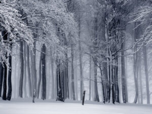 Winter | De Groene Kolenboer bellen