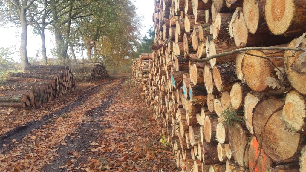 Gestapelde boomstammen langs een bospad in de herfst