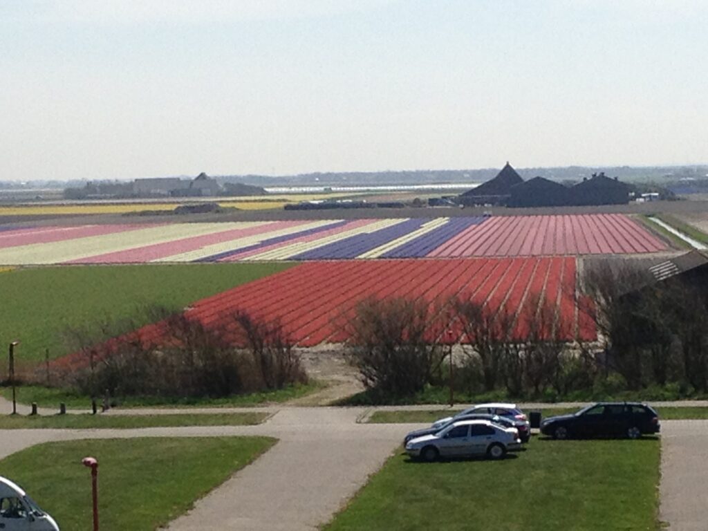 Bollenvelden Zanddijk, Julianadorp in Julianadorp, gemeente Den Helder