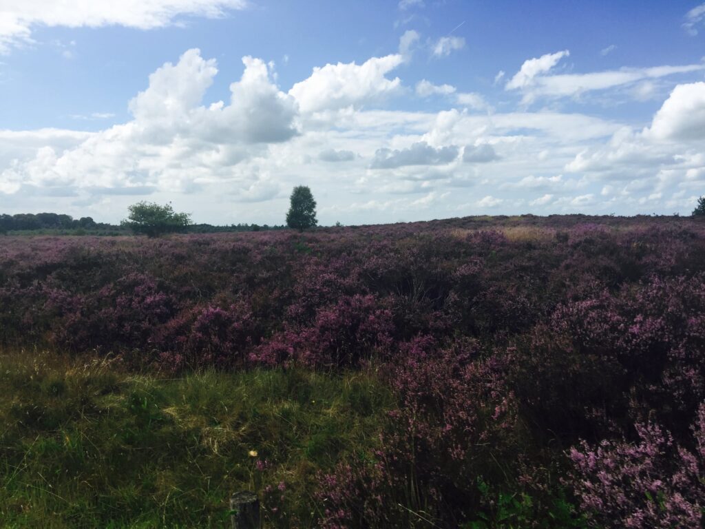 Nationaal Park Sallandse Heuvelrug (Nijverdalseberg) in Nijverdal, gemeente Hellendoorn