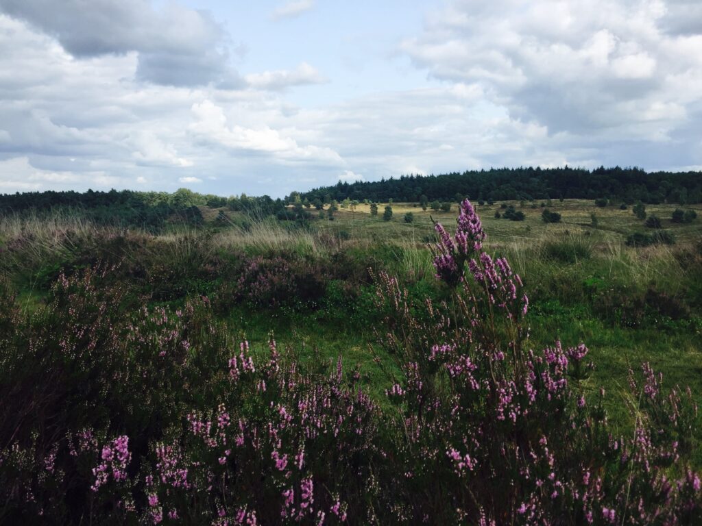 Ugchelse Heide in Ugchelen, gemeente Apeldoorn